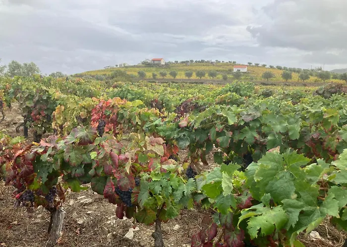  Plácido Douro